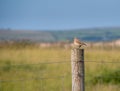 Wheatear bird, on post. Devon, UK. Oenanthe oenanthe.