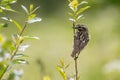 Male Whinchat