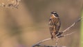 Male Whinchat on Bush Branch