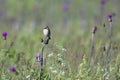 Male Whinchat on a meadow