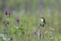 Male Whinchat on a meadow