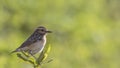 Whinchat on Shrubbery