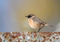 A male of a whinchat Saxicola rubetra stands on a iron fence