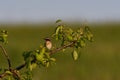 Male whinchat Saxicola rubetra