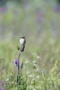 Male Whinchat on a meadow