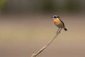 Male whinchat