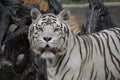 Male of white bengal tiger in captivity Royalty Free Stock Photo