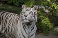 Male of white bengal tiger in captivity Royalty Free Stock Photo