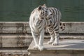 Male of white bengal tiger in captivity Royalty Free Stock Photo