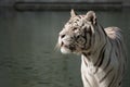 Male of white bengal tiger in captivity Royalty Free Stock Photo