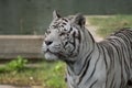 Male of white bengal tiger in captivity Royalty Free Stock Photo