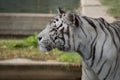 Male of white bengal tiger in captivity Royalty Free Stock Photo