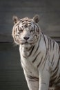 Male of white bengal tiger in captivity Royalty Free Stock Photo