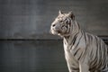 Male of white bengal tiger in captivity Royalty Free Stock Photo