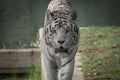 Male of white bengal tiger in captivity Royalty Free Stock Photo