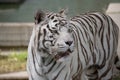 Male of white bengal tiger in captivity Royalty Free Stock Photo