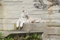 Male of white bengal tiger. Royalty Free Stock Photo