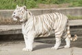 Male of white bengal tiger Royalty Free Stock Photo