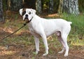 Male white Boxer dog outside on leash Royalty Free Stock Photo