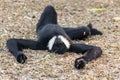 The male of White cheeked gibbon Royalty Free Stock Photo