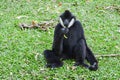 Male White-cheeked gibbon (Nomascus leucogenys) Royalty Free Stock Photo