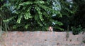 Male white dog lay down on ground, under tree, looking forward to look after the house Royalty Free Stock Photo