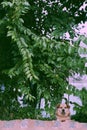 Male white dog lay down on ground, under tree, looking forward to look after the house Royalty Free Stock Photo