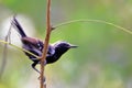 male of the White-fringed Antwren (Formicivora grisea) perched on a branch