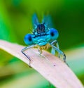 A male white-legged damselfly close-up