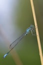 Male White-legged damselfly