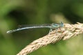 A male White-legged Damselfly, Platycnemis pennipes, perching on a grass seed head. Royalty Free Stock Photo