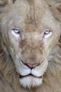 Male white lion Royalty Free Stock Photo