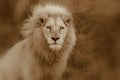 Male white lion. Royalty Free Stock Photo