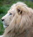 Male white lion Royalty Free Stock Photo