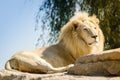 Male White Lion Royalty Free Stock Photo