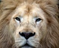 Male white lion Royalty Free Stock Photo