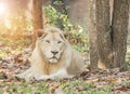 Male white lion relaxation under tree shade Royalty Free Stock Photo