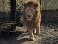 Male white lion walking on the ground