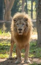 Male white lion in zoo Royalty Free Stock Photo