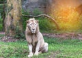 Male white lions sitting relaxation