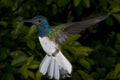 Male White-Necked Jacobin Hummingbird Royalty Free Stock Photo
