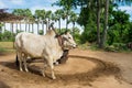 Male white ox pulling an oil mill, used to grind peanuts producing peanut oil, in Myanmar, Burma