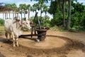 Male white ox pulling an oil mill, used to grind peanuts producing peanut oil, in Myanmar, Burma