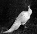 White Peacock in Black and White Royalty Free Stock Photo