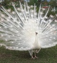 A male white peacock Pavo cristatus mut. spread his tail and screams loudly in front of the female. Royalty Free Stock Photo