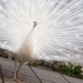 Male white peacock with spread tail-feathers Royalty Free Stock Photo