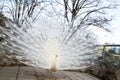 Male white peacock with spread tail-feathers Royalty Free Stock Photo