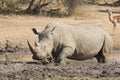 Male White Rhino in mud wallow, South Africa Royalty Free Stock Photo