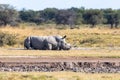Male of white rhinoceros Botswana, Africa Royalty Free Stock Photo