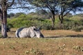 Male of white rhinoceros Botswana, Africa Royalty Free Stock Photo